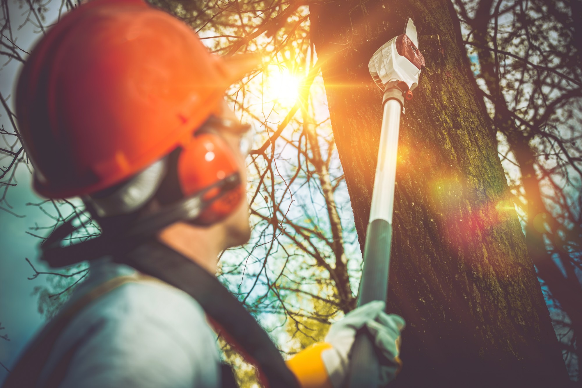 This Is How to Remove a Tree From Your Yard