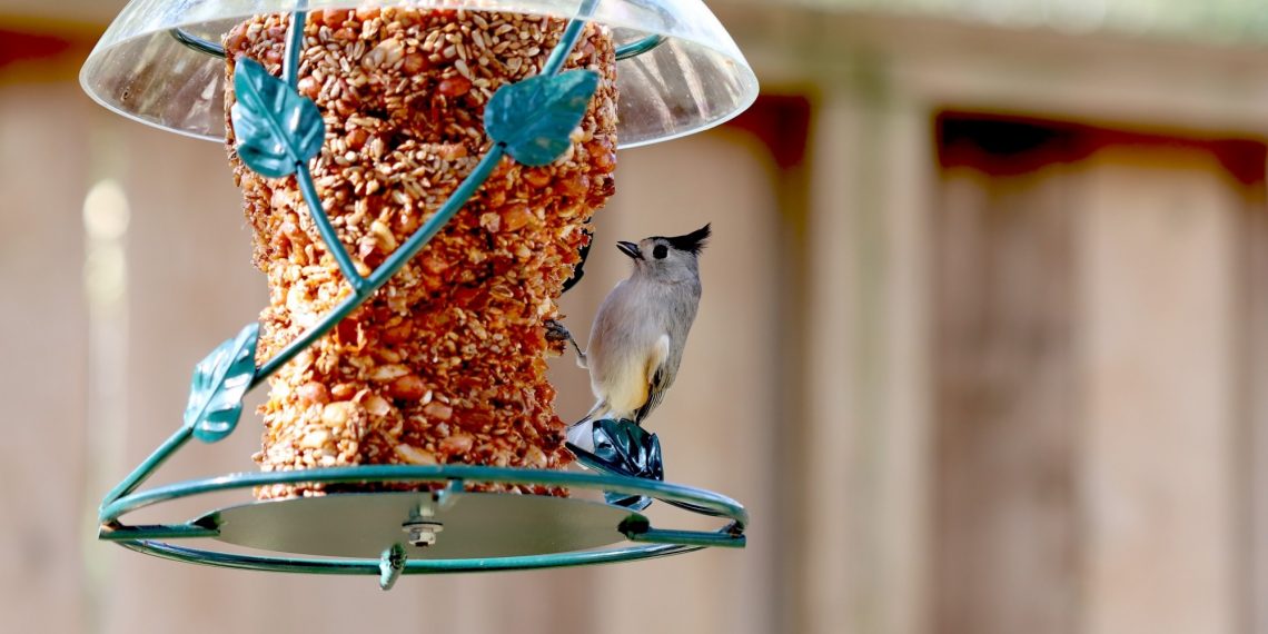 Why Won't Birds Come to My Feeder?: 5 Common Mistakes You May Be Making