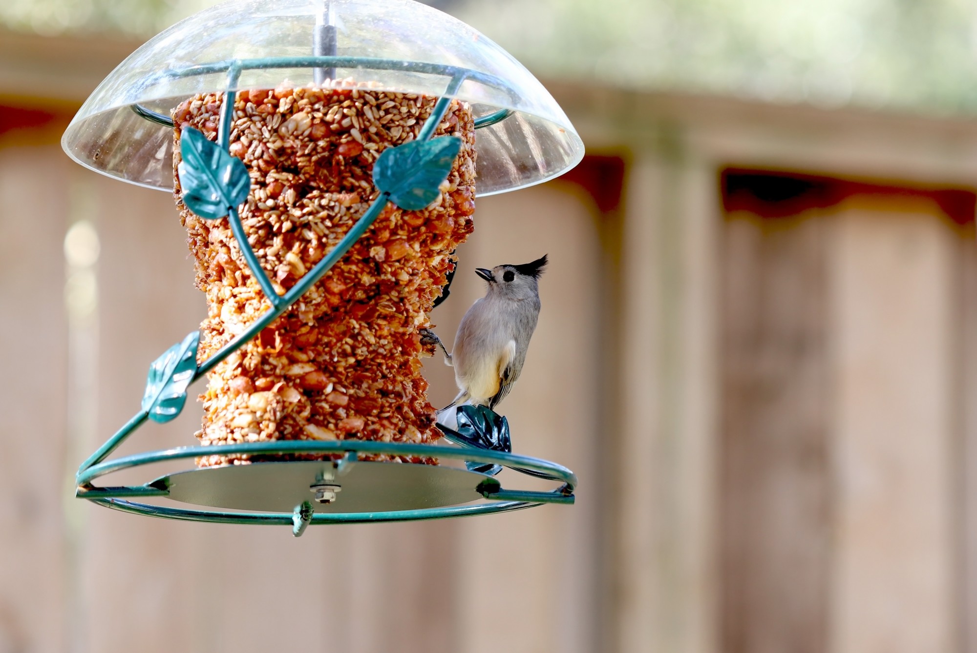 Why Won't Birds Come to My Feeder?: 5 Common Mistakes You May Be Making