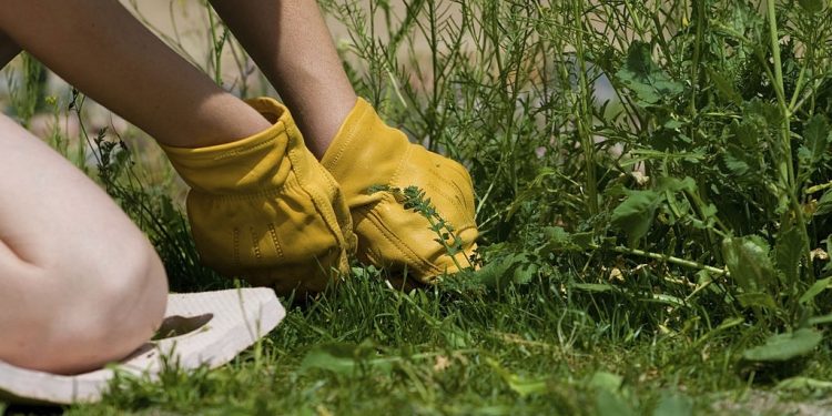 A young woman pulls large overgrown weeds http://www.duaneellison.com/istock_lb/yard_work.jpg